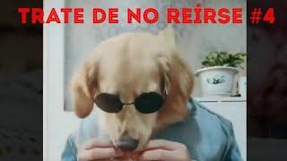 trate de no reírse - videos divertidos de gatos y perros #4