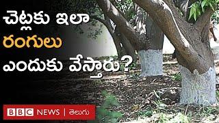 Tree Paint  అసలు చెట్ల మొదళ్ల దగ్గర ఇలా రంగులు ఎందుకు వేస్తారు? ఏమవుతుంది?  BBC Telugu