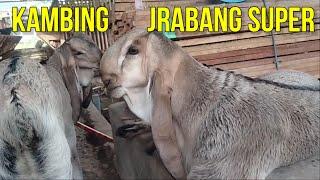 USG di Peternakan Kambing Jrabang Super Dan Rusa Totol