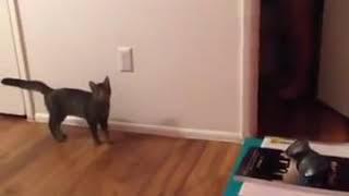 Cute and funny cat videos