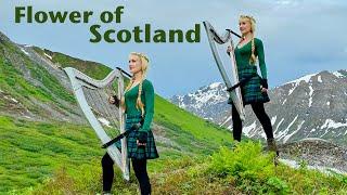 Flower of Scotland - Harp Twins