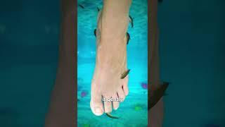 Fish Pedicures  explained