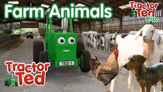 Lets Look At Farm Animals  Tractor Ted Clips  Tractor Ted Official