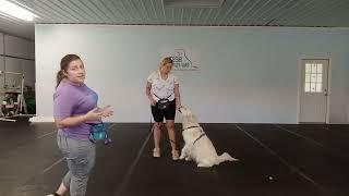 Dakota- Golden Retriever- BPF Board and Train- Wk2 D3- Meet and Greet