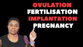 What Ovulation Fertilisation Implantation and Pregnancy Really Mean