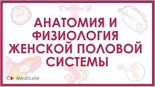 Анатомия и физиология женской половой системы - обзорно