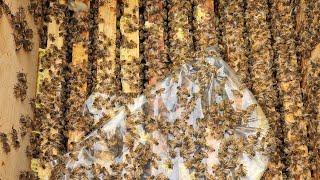 3 ÇİTALIK ARININ 1 AYLIK DEĞİŞİMİ  #arıcılık #honeybee #aricilik #honey #beekeeping #petek