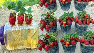 New Idea No Need To Any Garden To Grow Strawberries Plants From Strawberries Fruit In Water