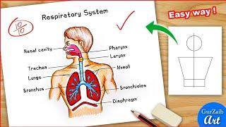 Human Respiratory system Diagram colour Drawing  Easy labelled science project poster chart making