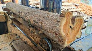 Sawing 10 foot TPK teak logs