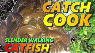 CATCH AND COOK SLENDER WALKING CATFISH - BORNEO ENDEMIC FRESHWATER FISH - LELE LEMBATLELE AKAR