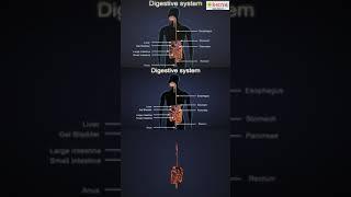 Digestive System  #Shorts #YouTubeShorts  iKen