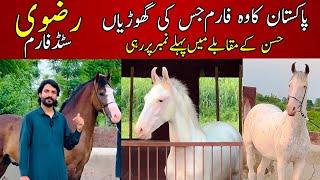 Rizvi Stud Farm Part 3  Most beautiful Desi mares and Horses  Pakistani horses 