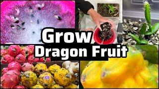 How to Grow Dragon Fruit from SEED from Grocery Store Produce Yellow Dragonfruit Container Gardening