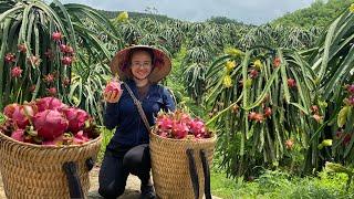 10 Hectares of giant dragon fruit garden harvested for sale at the market