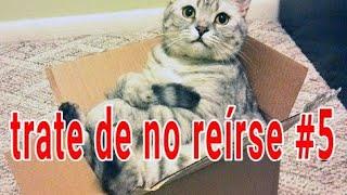 trate de no reírse - videos divertidos de gatos y perros #5 