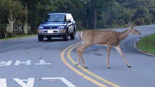 8 Tips For Avoiding a Deer-Vehicle Collision