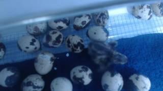 Quail Hatching Live Stream