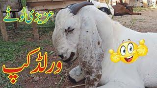 Bakra Eid 2024 Funny Video Azizi Totay   I Tezabi Totay by Ali Azizi