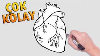 Kalp Nasıl Çizilir?  Adım Adım Basit Kalp Çizimi