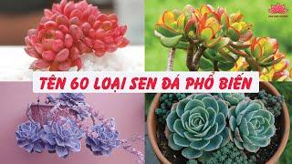 Tên Các Loại Sen Đá Phổ Thông  Vườn Linh Lung