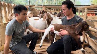 Zon bought more goats to raise vang hoa king kong amazon