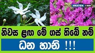 නිවස ළඟ මේ ගස් තිබේ නම් ධන හානි  7 Gardening Tips 2019 NEW