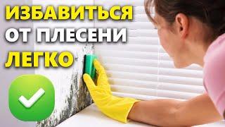 Как избавиться от плесени на стенах как вывести домашнюю плесень