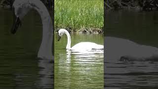 More Trumpeter Swans On The Madison River In Yellowstone #yellowstonenationalpark #birds #nature