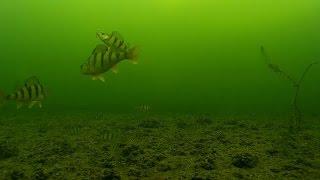 Underwater camera.Ice fishing. Perch on mormyshka