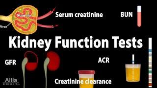 Kidney Function Tests Animation