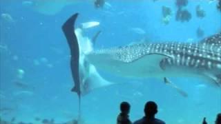 Whale Shark Collides with Manta Ray