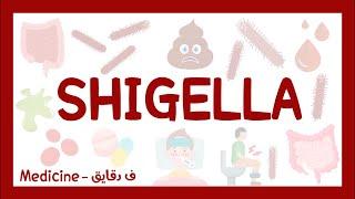 Shigella shigellosis bacillary dysentery شرح بالعربي