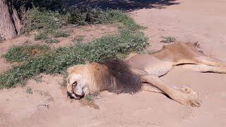 WARNING NOT FOR THE SENSITIVE 4  Days footage of a dying male lion  Kgalagadi Transfrontier Park