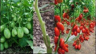 Tomato Grafting On Eggplant  agri cambo 