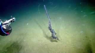 Stunning Siphonophore  Nautilus Live