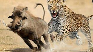 Discovery Wild Animal Fights discovery channeliscovery channel in hindi discovery channel 2021