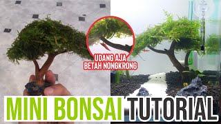 BONSAI KEREN Simple Mini Bonsai Aquascape Nature Style