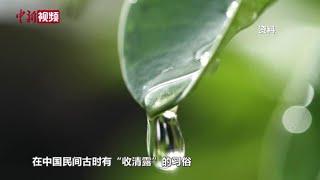 【趣解廿四时】白露为何要“收清露”？