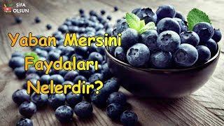 Yaban Mersini Faydaları Nelerdir?