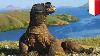 Mengapa Komodo hanya ada di Indonesia? Ini jawabannya - TomoNews