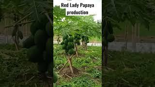 Red Lady Production #papaya