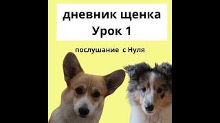 Дневник щенка Лучшие упражнения для щенка - послушание и контакт. Посмотри и повтори Шелти