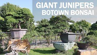 Giant Juniper Bonsai - A Visit to Botown Bonsai