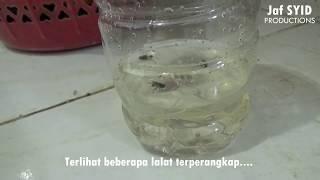 Perangkap Lalat dari Botol Bekas Air Mineral