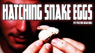 Dean Odle EU - Sermon - Hatching Snake Eggs