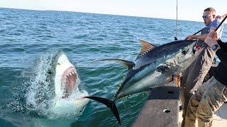 JAWS VS TUNA Shark ATTACK Caught on Camera