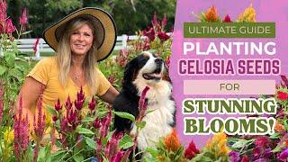 Ultimate Guide Planting Celosia Seeds for Summer Blooms