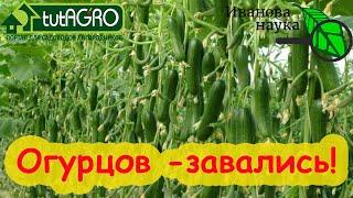 ВСЕ ЗАВЯЗИ ПРЕВРАТЯТСЯ В ЗЕЛЕНЦЫ Огурец остановился в росте? Вот что надо делать Подкормка огурца.