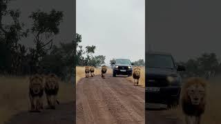  #wildlife #lion #amazing